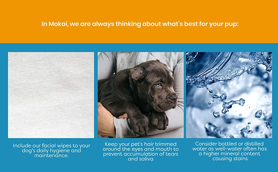 Dog's Daily Hygiene